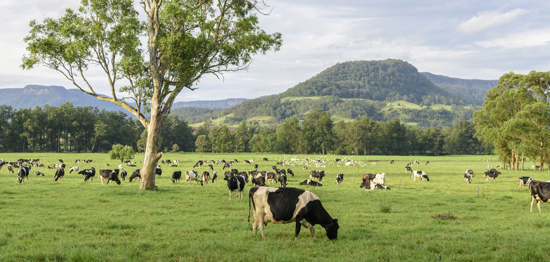 Hybridsustainablegrazing