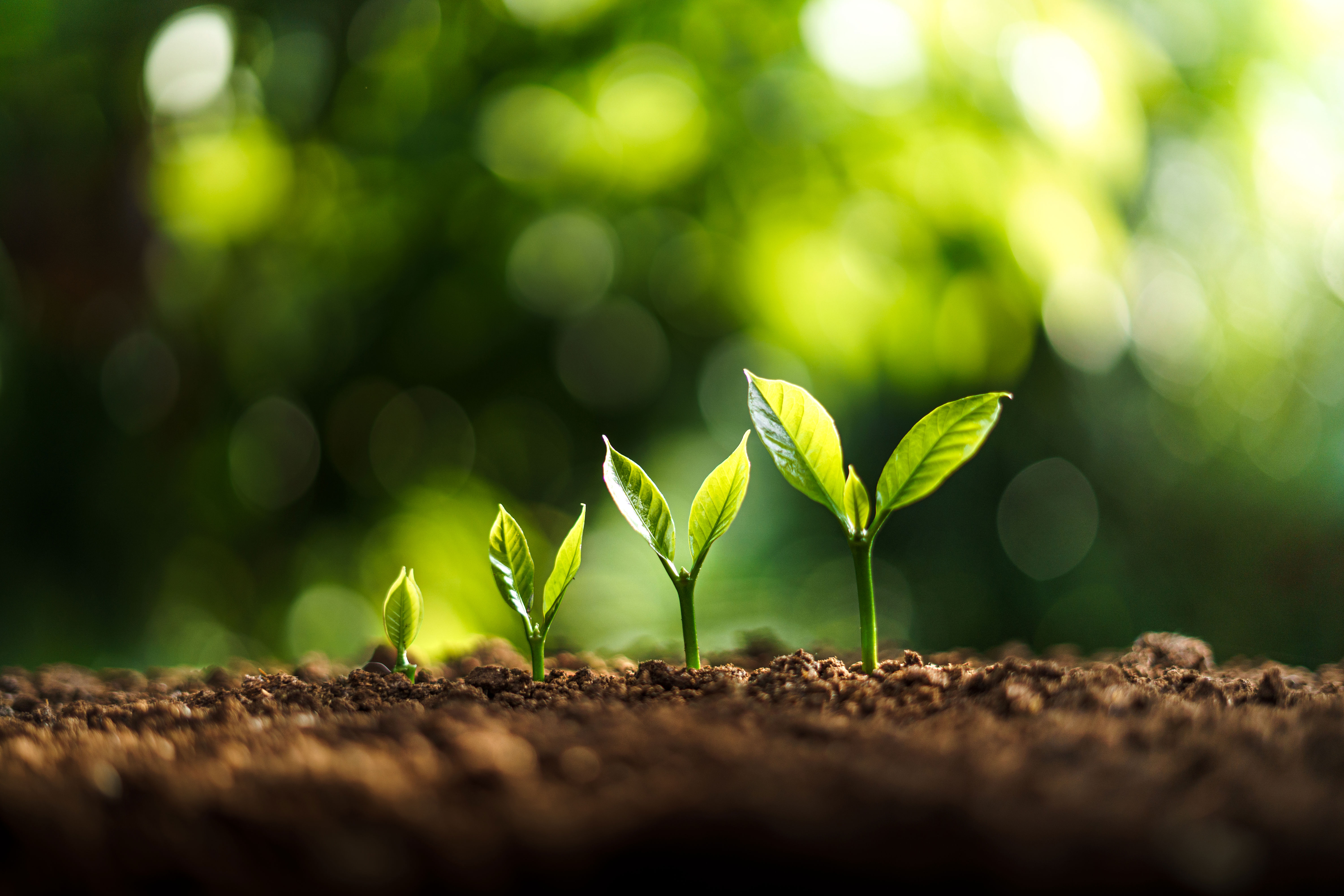 CEFC backs transformative farming to regenerate farms and reduce carbon CEFC backs transformative farming to regenerate farms and reduce carbon